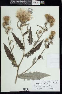 Cirsium altissimum image