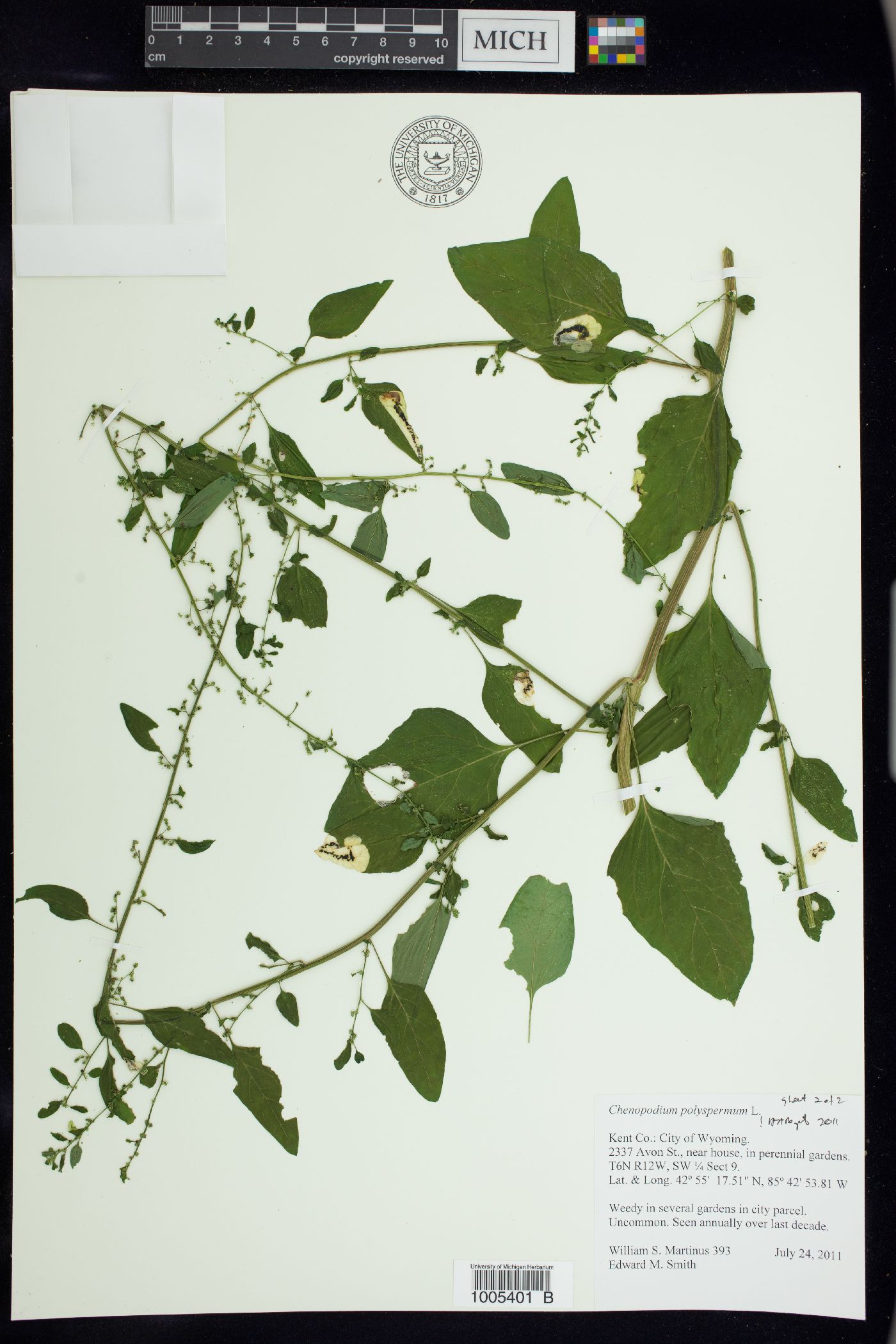 Chenopodium polyspermum image