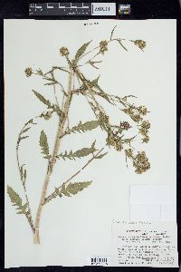 Rorippa palustris subsp. hispida image