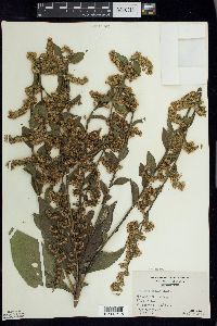 Solidago patula image