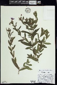 Epilobium hirsutum image