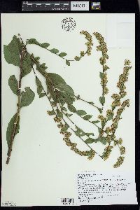 Solidago patula image