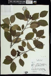 Alnus incana image