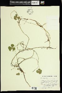 Marsilea quadrifolia image