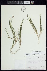 Stuckenia filiformis image