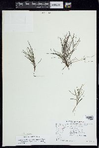 Stuckenia filiformis image