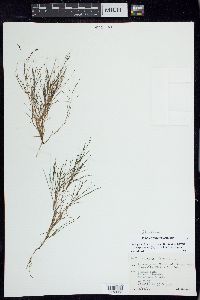 Stuckenia filiformis image