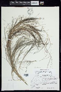 Stuckenia filiformis subsp. occidentalis image