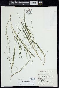 Stuckenia filiformis image