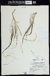 Stuckenia filiformis subsp. alpina image