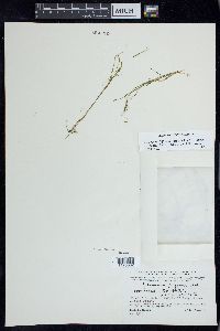 Stuckenia filiformis image