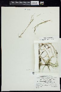 Stuckenia filiformis image