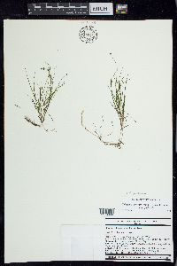 Stuckenia filiformis subsp. filiformis image