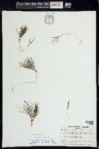 Stuckenia filiformis image