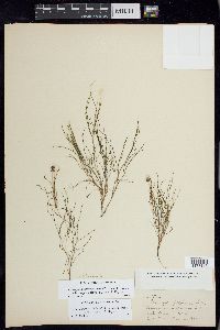 Stuckenia filiformis image