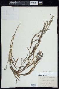 Stuckenia striata image