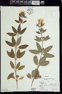 Lysimachia punctata image