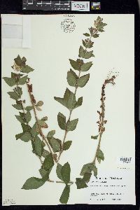 Lysimachia punctata image