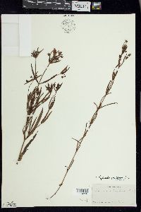 Lysimachia quadriflora image