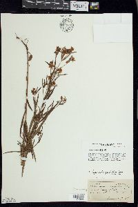 Lysimachia quadriflora image