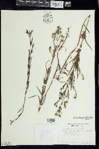 Lysimachia quadriflora image