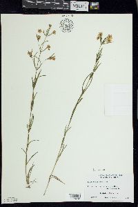 Lysimachia quadriflora image