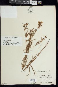 Lysimachia quadriflora image