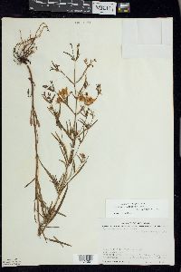 Lysimachia quadriflora image