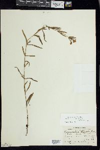 Lysimachia quadriflora image