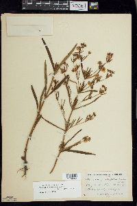 Lysimachia quadriflora image