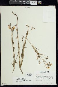 Lysimachia quadriflora image