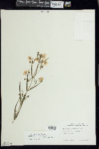 Lysimachia quadriflora image