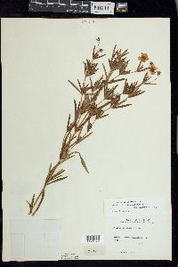 Lysimachia quadriflora image