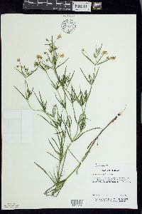 Lysimachia quadriflora image