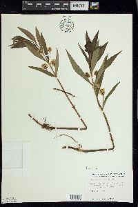 Lysimachia thyrsiflora image