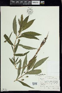 Lysimachia thyrsiflora image