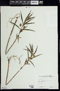 Lysimachia thyrsiflora image