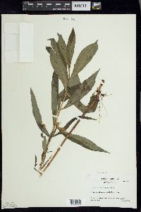 Lysimachia thyrsiflora image