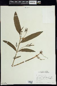 Lysimachia thyrsiflora image