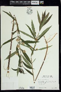 Lysimachia thyrsiflora image