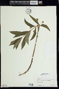 Lysimachia thyrsiflora image