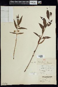 Lysimachia thyrsiflora image