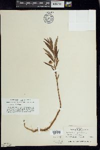 Lysimachia thyrsiflora image