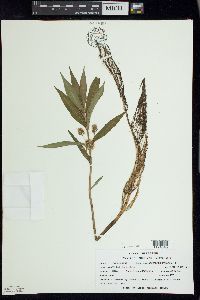 Lysimachia thyrsiflora image