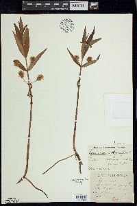 Lysimachia thyrsiflora image