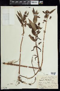 Lysimachia thyrsiflora image