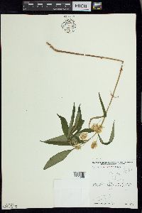 Lysimachia thyrsiflora image