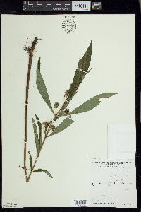 Lysimachia thyrsiflora image