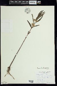 Lysimachia thyrsiflora image