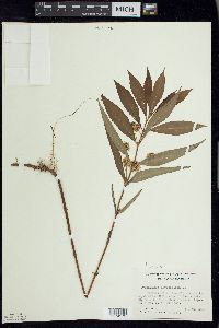 Lysimachia thyrsiflora image